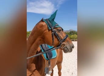 Hanoverian, Gelding, 7 years, 16,2 hh, Chestnut-Red