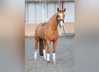 Hanoverian, Gelding, 7 years, 16,2 hh, Chestnut-Red