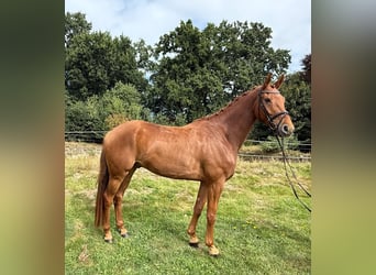 Hanoverian, Gelding, 7 years, 16,2 hh, Chestnut-Red