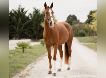 Hanoverian, Gelding, 7 years, 16,2 hh, Chestnut-Red
