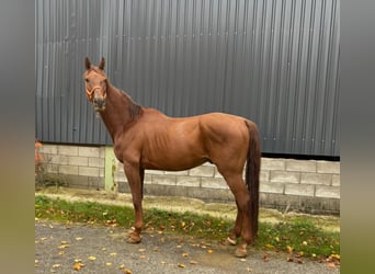 Hanoverian, Gelding, 7 years, 16,2 hh, Chestnut-Red