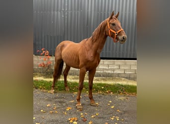 Hanoverian, Gelding, 7 years, 16,2 hh, Chestnut-Red