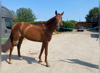 Hanoverian, Gelding, 7 years, 16,2 hh, Chestnut-Red