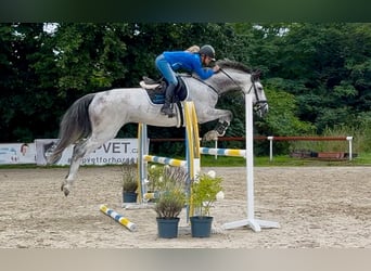 Hanoverian, Gelding, 7 years, 16,2 hh, Grey