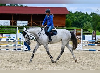 Hanoverian, Gelding, 7 years, 16,2 hh, Grey