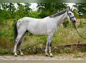 Hanoverian, Gelding, 7 years, 16,2 hh, Grey