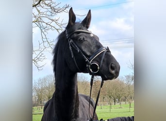 Hanoverian, Gelding, 7 years, 16,3 hh, Black