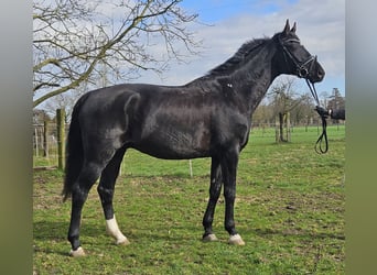 Hanoverian, Gelding, 7 years, 16,3 hh, Black