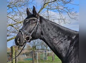 Hanoverian, Gelding, 7 years, 16,3 hh, Black
