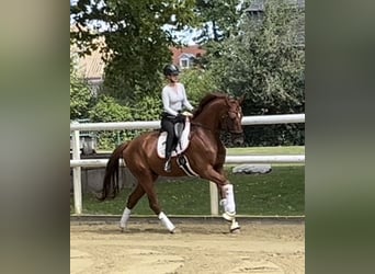 Hanoverian, Gelding, 7 years, 16,3 hh, Chestnut-Red