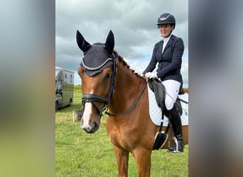 Hanoverian, Gelding, 7 years, 16,3 hh, Chestnut-Red