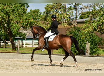 Hanoverian, Gelding, 7 years, 17.1 hh, Bay-Dark