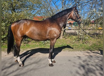 Hanoverian, Gelding, 7 years, 17.1 hh, Bay-Dark