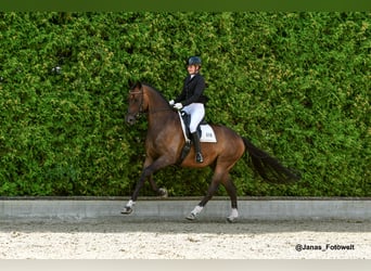 Hanoverian, Gelding, 7 years, 17.1 hh, Bay-Dark