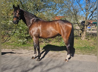 Hanoverian, Gelding, 7 years, 17.1 hh, Bay-Dark