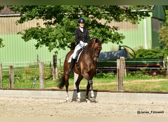 Hanoverian, Gelding, 7 years, 17.1 hh, Bay-Dark