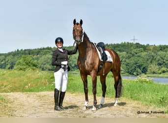 Hanoverian, Gelding, 7 years, 17.1 hh, Bay-Dark