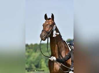 Hanoverian, Gelding, 7 years, 17.1 hh, Bay-Dark