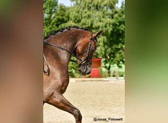 Hanoverian, Gelding, 7 years, 17.1 hh, Bay-Dark