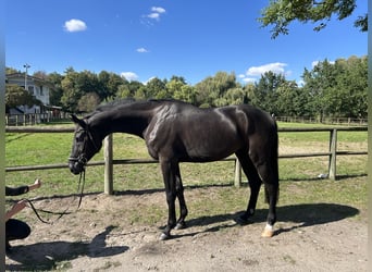 Hanoverian, Gelding, 7 years, 17.1 hh, Black