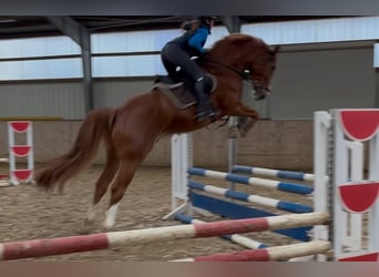 Hanoverian, Gelding, 7 years, 17,1 hh, Chestnut-Red