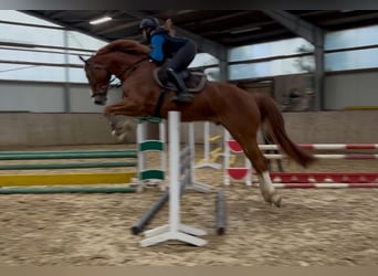 Hanoverian, Gelding, 7 years, 17,1 hh, Chestnut-Red