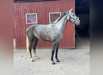 Hanoverian, Gelding, 7 years, 17.1 hh, Grey-Dapple