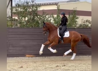 Hanoverian, Gelding, 7 years, 17,1 hh, Red Dun