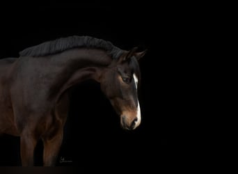 Hanoverian, Gelding, 7 years, 17.2 hh, Bay-Dark Hanoverian, Gelding, 7 years, 17.2 hh, Bay-Dark