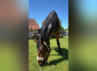 Hanoverian, Gelding, 7 years, 17.2 hh, Brown