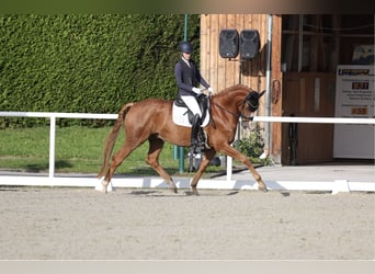 Hanoverian, Gelding, 7 years, 17.2 hh, Chestnut-Red