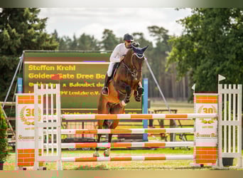 Hanoverian, Gelding, 7 years, 17 hh, Bay-Dark