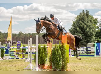 Hanoverian, Gelding, 7 years, 17 hh, Bay-Dark