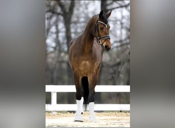 Hanoverian, Gelding, 7 years, 17 hh, Bay