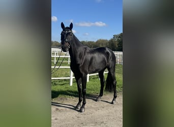 Hanoverian, Gelding, 7 years, 17 hh, Black