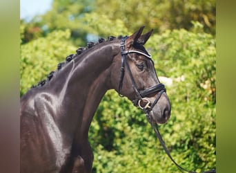 Hanoverian, Gelding, 7 years, 17 hh, Black