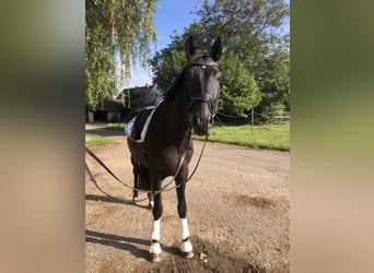 Hannoveraner, Wallach, 7 Jahre, 17 hh, Rappe