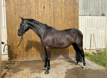 Hannoveraner, Wallach, 7 Jahre, 17 hh, Rappe