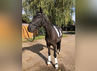 Hanoverian, Gelding, 7 years, 17 hh, Black