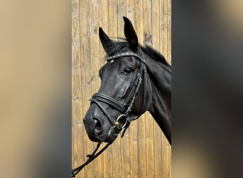 Hanoverian, Gelding, 7 years, 17 hh, Black