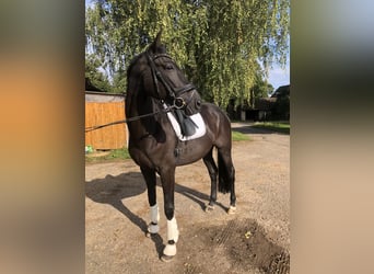 Hanoverian, Gelding, 7 years, 17 hh, Black