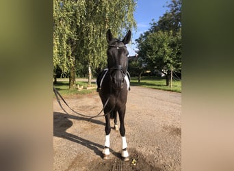 Hannoveraner, Wallach, 7 Jahre, 17 hh, Rappe