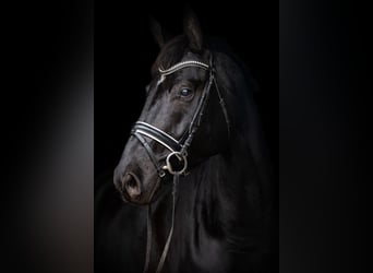 Hanoverian, Gelding, 7 years, 17 hh, Black