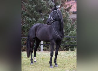 Hanoverian, Gelding, 7 years, 17 hh, Black