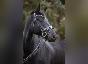 Hanoverian, Gelding, 7 years, 17 hh, Black