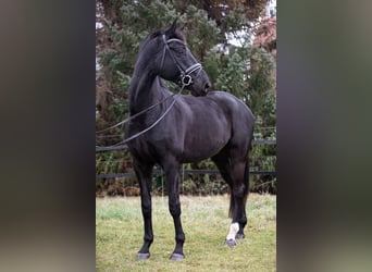 Hanoverian, Gelding, 7 years, 17 hh, Black