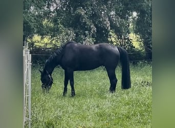 Hanoverian, Gelding, 7 years, 17 hh, Black