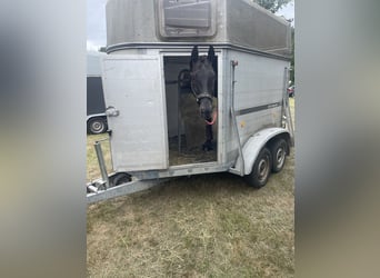 Hanoverian, Gelding, 7 years, 17 hh, Black