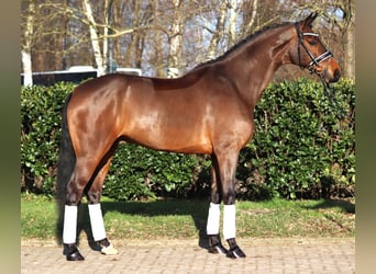 Hanoverian, Gelding, 7 years, 17 hh, Brown