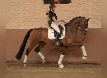 Hanoverian, Gelding, 7 years, 17 hh, Brown